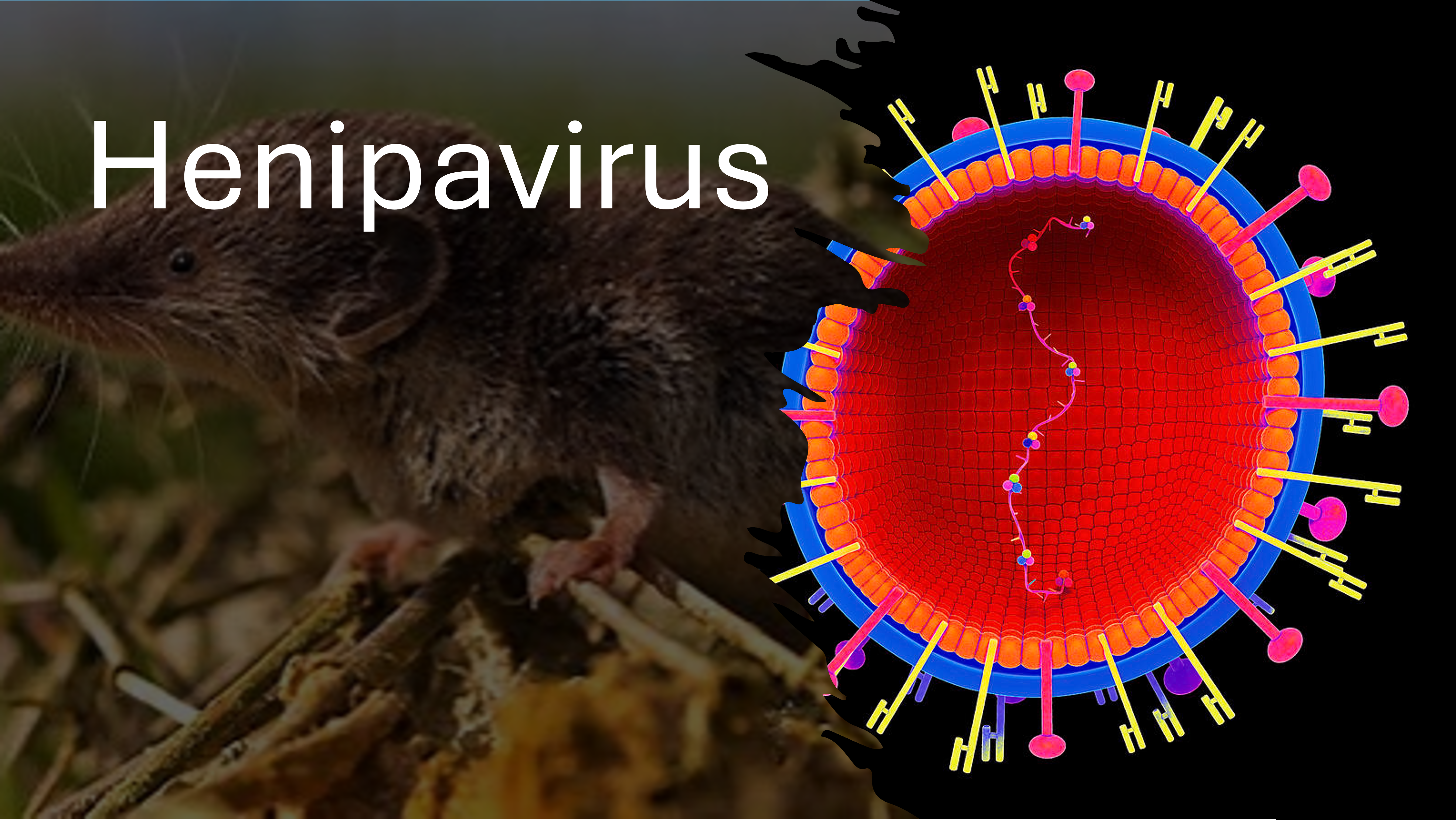 New Henipavirus Detected in Alabama