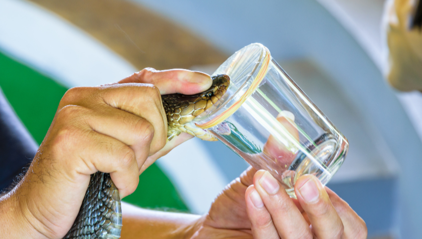 First WHO guidance on snakebite treatments published