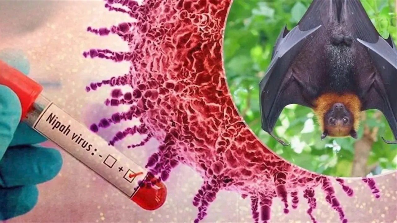 Nipah virus: what the West Bengal cluster means—and why global outbreak risk remains low