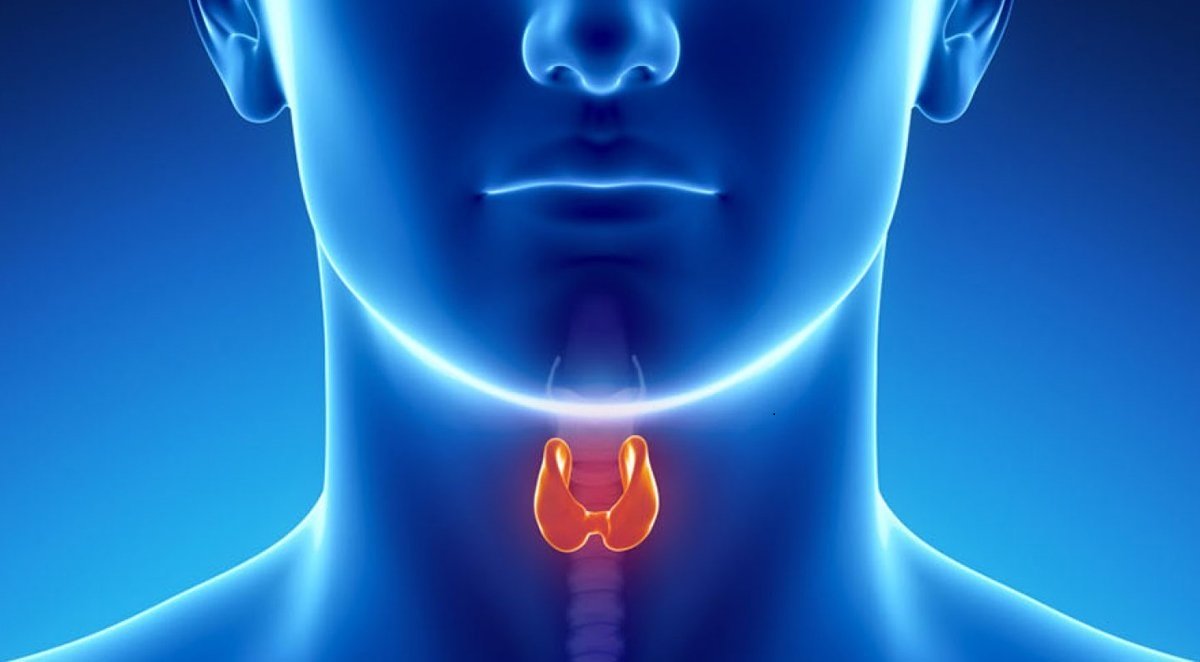 Thuốc thường dùng cho tuyến giáp Levothyroxine liên quan đến mất khối lượng xương